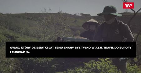 Komar tygrysi w Europie. Uważaj na ukąszenia – przenosi śmiertelne choroby