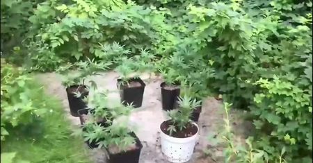 Olsztyn. Nalot policji na balkon i piwnicę