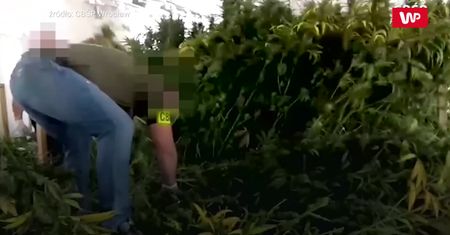 "Pieczarki" za 6 mln zł. Jedna osoba w areszcie