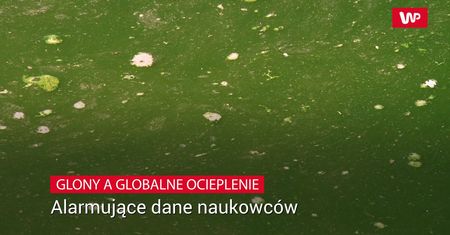 Alarmujące dane naukowców. Glony i bakterie a globalne ocieplenie