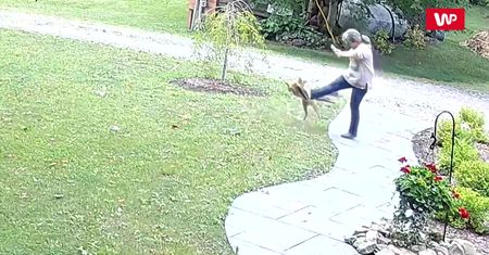 Atak wściekłego lisa. Zaatakował ją we własnym ogródku