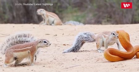 Wiewiórki kontra kobra. Niezwykłe wideo z safari to hit