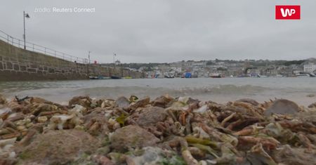 Niezwykłe, co na brzeg wyrzuciły fale. Wideo z plaży w Kornwalii