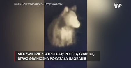 Niedźwiedzie na granicy w Bieszczadach już nie śpią. Pokazali nagranie