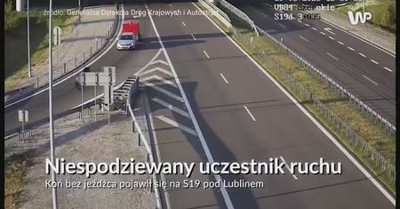 Nagle wbiegł na pas ekspresówki. Tego kierowcy się nie spodziewali