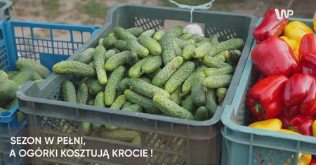 Sezon w pełni, a ogórki kosztują krocie