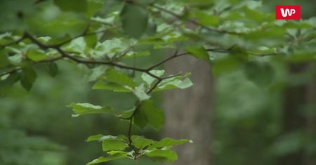 Komary atakują w tym sezonie z opóźnieniem. To efekt deszczowej pogody