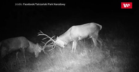 Walka na rykowisku. Niesamowite nagranie z Tatrzańskiego Parku Narodowego