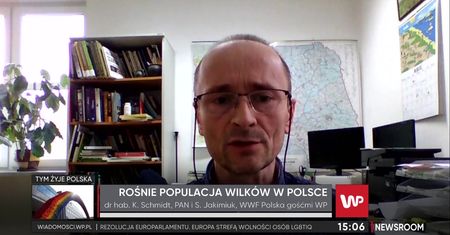 Wilki w Polsce coraz częściej atakują. Jest ich w naszym kraju za dużo?