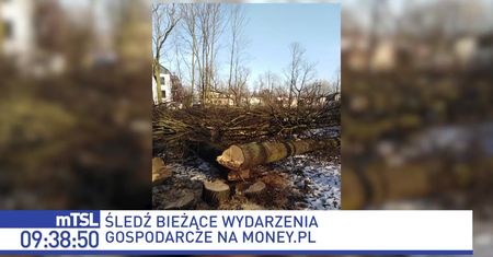 W Milanówku wycięto 60 dębów. "Takie działania inwestorskie należy potępić. To też patodeweloperka"