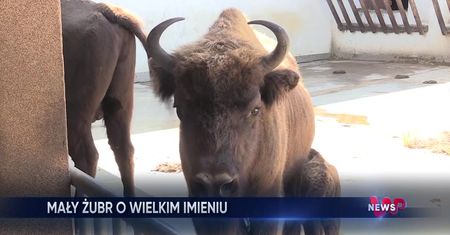 WP News wydanie 30.06, godzina 11:50
