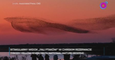 To nie UFO. Ogromna fala ptaków nad Chinami
