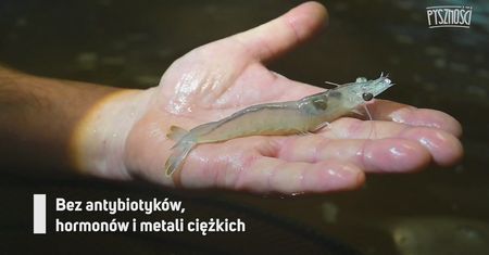 Podejrzeliśmy hodowlę owoców morza. Zamawiają je szefowie kuchni z całej Polski