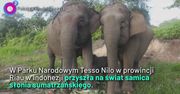 Nadzieja dla ginącego gatunku. Niezwykłe narodziny w Tesso Nilo