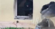 Kłótnia goryli. A później? To wideo jest hitem