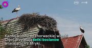 W tej wiosce bocianów jest więcej niż ludzi. Niezwykły widok przyciąga turystów