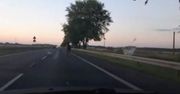 Koń biegł po drodze S7