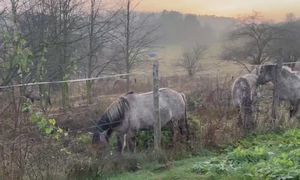 Pojechała do nadmorskiej wsi. Nagle zobaczyła taki widok