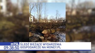 W Milanówku wycięto 60 dębów. "Takie działania inwestorskie należy potępić. To też patodeweloperka"