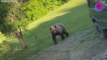 Nagranie z Bieszczad. Niedźwiedź wtargnął na posesję