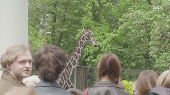 Turyści i pracownicy żegnają mieszkankę zoo. "Trudny, ale też szczęśliwy moment"