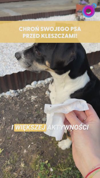 Zrób tak po spacerze z psem. Unikniesz popularnego problemu