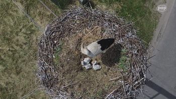 "Co piąty bocian wykluwa się w Polsce". Tu jest ich najwięcej