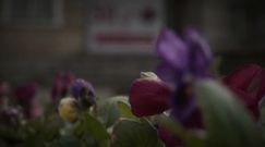 Dolary staruszka [Paragraf]