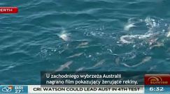 Rekiny u wybrzeży Australii