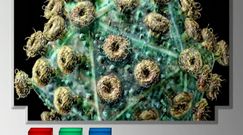 Człowiek, który przywiózł AIDS [Pixel]