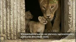 Młode lwy z zoo w Kopenhadze