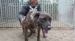 Jak pomagać cierpiącym zwierzętom?