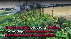 Zabójcy z twojego ogrodu