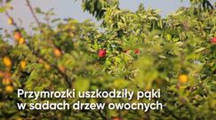 Drożyzna w sklepach. Za które owoce zapłacimy więcej?