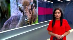 Sukces polskich naukowców. Żubry będą się rodzić dzięki in vitro