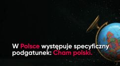 Cham polski