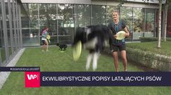 Zawody latających psów