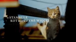 ''Kedi - sekretne życie kotów'' - zwiastun