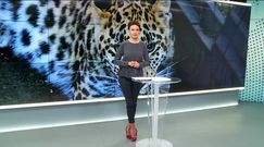 Dzikie zwierzęta z przemytu