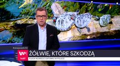 Polowanie na żółwie