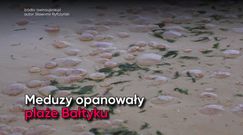 Inwazja meduz w Świnoujściu. Parzydełkowce opanowały plażę 