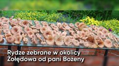 Wielkie grzybobranie Polaków. Zdjęcia czytelników WP