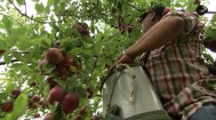 Tak powstaje Applejack, najsłynniejsza jabłkowa brandy