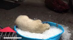 Niedźwiadek kocha kąpiele w wannie z lodem