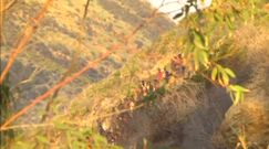 Hiszpania: Prawie 500 Afrykanów próbowało wedrzeć się do Ceuty