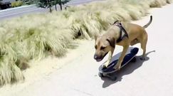 Psy mają wiele talentów