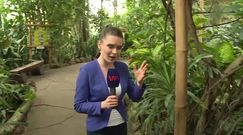 W tym miejscu w stolicy upał trwa cały rok