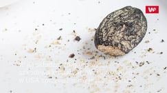 Niebezpieczna fasola tonka