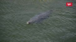 "To mogła być prowokacja". Rybacy odpierają zarzuty mordowania fok