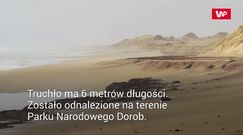 Duże rozmiary truchła wyrzuconego przez morze. Naukowcy pobierają próbki